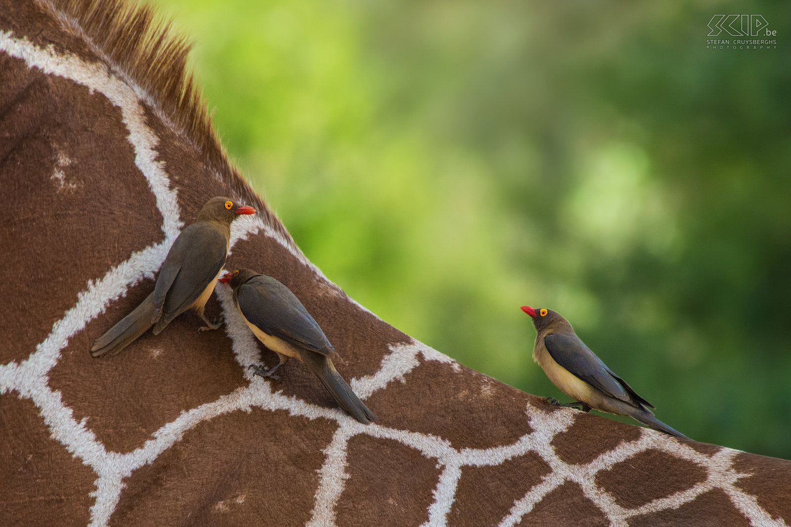 Samburu - Roodsnavelossenpikkers Roodsnavelossenpikkers op de rug van een giraf. De roodsnavelossenpikker (Buphagus erythrorhynchus) is een zangvogel die zich voedt met teken, larven en parasieten die op andere dieren zoals giraffen, buffels, antilopen, ... zitten. Ze houden ook van bloed en daarom pikken ze in de wonden van zoogdieren om ze open te houden. Stefan Cruysberghs